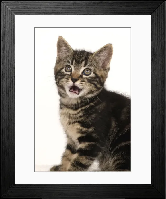 Framed Print : CAT. 7 weeks old tabby kitten, head & shoulders, looking at camera, mouth open, tongue, cute, studio, white background Framed Print : CAT. 7 weeks old tabby kitten, head & shoulders, looking at camera, mouth open, tongue, cute, studio, white background