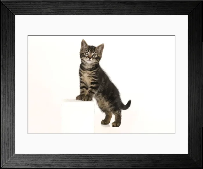 Framed Print : CAT. 7 weeks old tabby kitten, stepping up, cute, studio, white background Framed Print : CAT. 7 weeks old tabby kitten, stepping up, cute, studio, white background