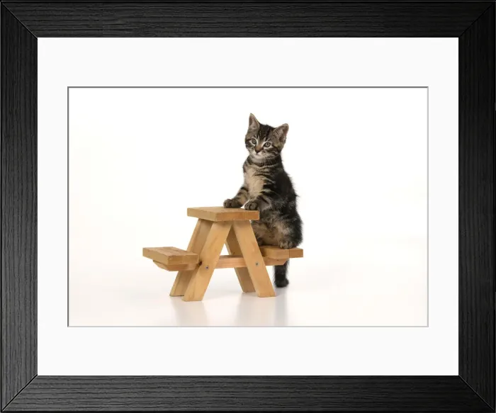 Framed Print : CAT. 7 weeks old tabby kitten, on picnic bench, studio, white background Framed Print : CAT. 7 weeks old tabby kitten, on picnic bench, studio, white background