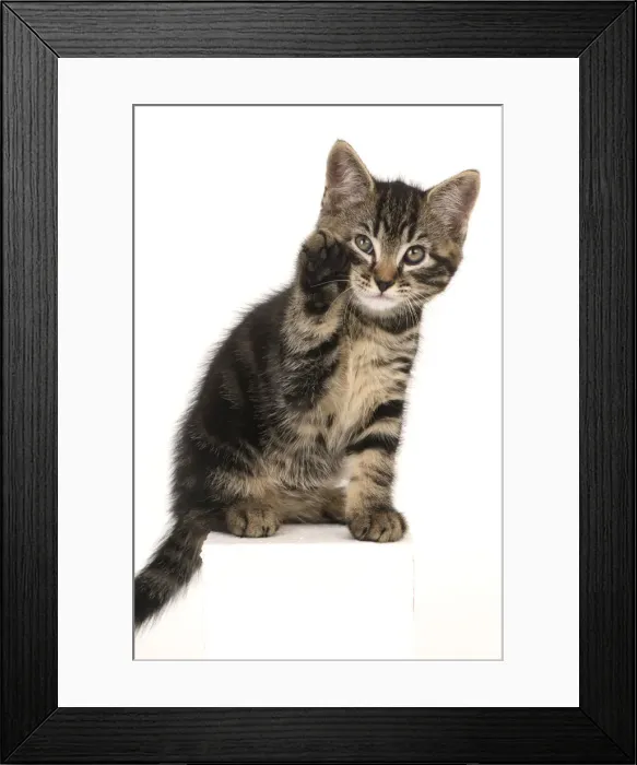 Framed Print : CAT. 7 weeks old tabby kitten, sitting with paw up to face, , cute, studio, white background Framed Print : CAT. 7 weeks old tabby kitten, sitting with paw up to face, , cute, studio, white background