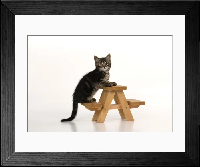 Framed Print : CAT. 7 weeks old tabby kitten, on picnic bench, studio, white background Framed Print : CAT. 7 weeks old tabby kitten, on picnic bench, studio, white background