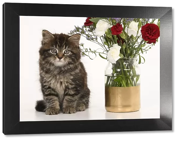 CAT. 7 weeks old tabby kitten, with flowers, studio, white background