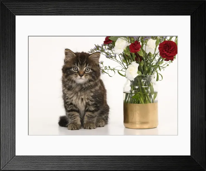 Framed Print : CAT. 7 weeks old tabby kitten, with flowers, studio, white background Framed Print : CAT. 7 weeks old tabby kitten, with flowers, studio, white background