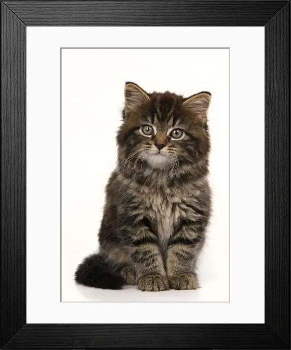 Framed Print : CAT. 7 weeks old tabby kitten, sitting, cute, studio, white background Framed Print : CAT. 7 weeks old tabby kitten, sitting, cute, studio, white background