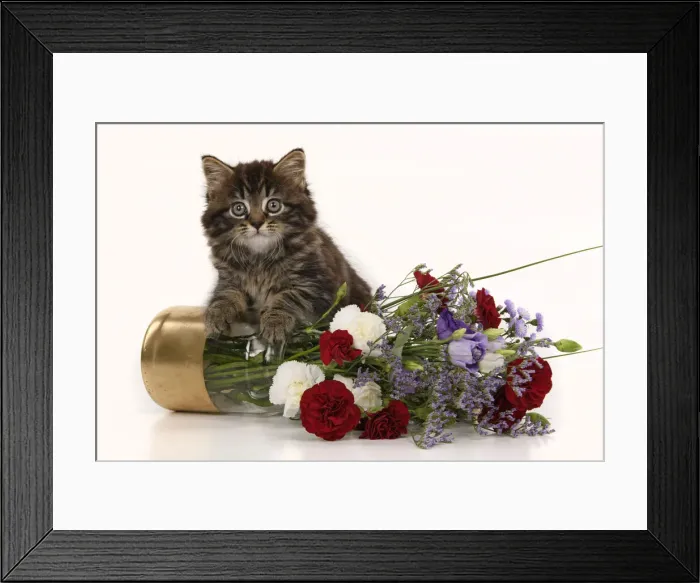 Framed Print : CAT. 7 weeks old tabby kitten, with flowers, studio, white background Framed Print : CAT. 7 weeks old tabby kitten, with flowers, studio, white background
