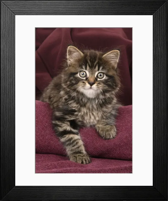 Framed Print : CAT. 7 weeks old tabby kitten, in fabric, , studio Framed Print : CAT. 7 weeks old tabby kitten, in fabric, , studio