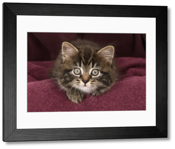 Framed Print : CAT. 7 weeks old tabby kitten, in fabric, , studio Framed Print : CAT. 7 weeks old tabby kitten, in fabric, , studio