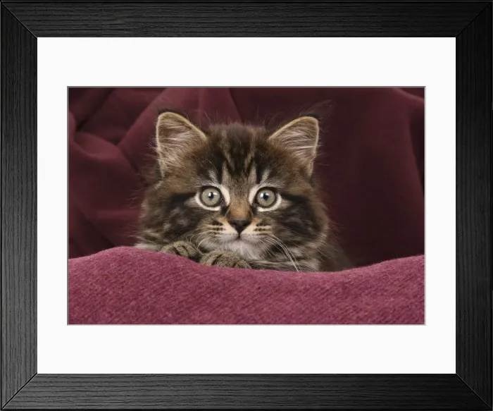 Framed Print : CAT. 7 weeks old tabby kitten, in fabric, , studio Framed Print : CAT. 7 weeks old tabby kitten, in fabric, , studio
