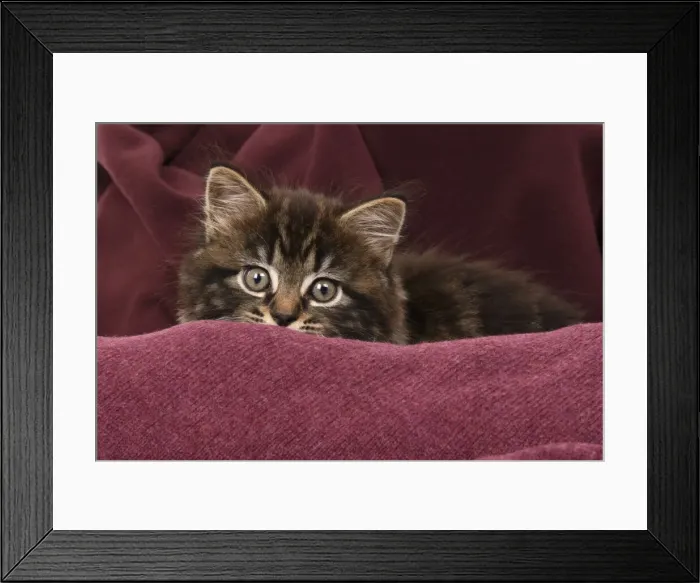 Framed Print : CAT. 7 weeks old tabby kitten, in fabric, , studio Framed Print : CAT. 7 weeks old tabby kitten, in fabric, , studio