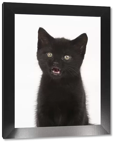 CAT, . 7 week old black kitte nlicking lips mouth open, studio, white background