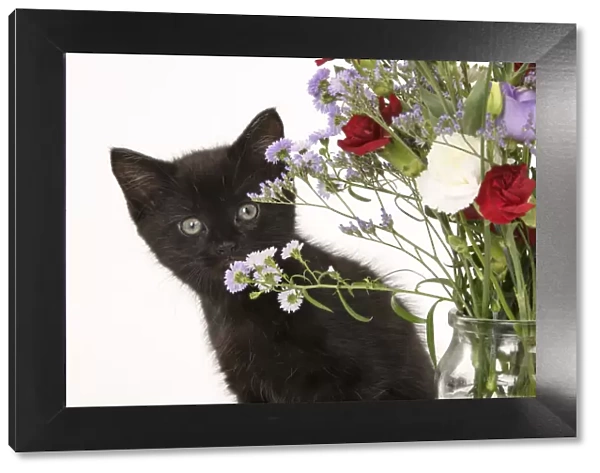 CAT. 7 weeks old black kitten, with flowers, studio, white background