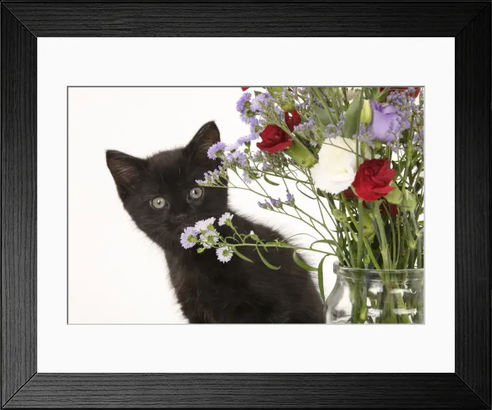 Framed Print : CAT. 7 weeks old black kitten, with flowers, studio, white background Framed Print : CAT. 7 weeks old black kitten, with flowers, studio, white background