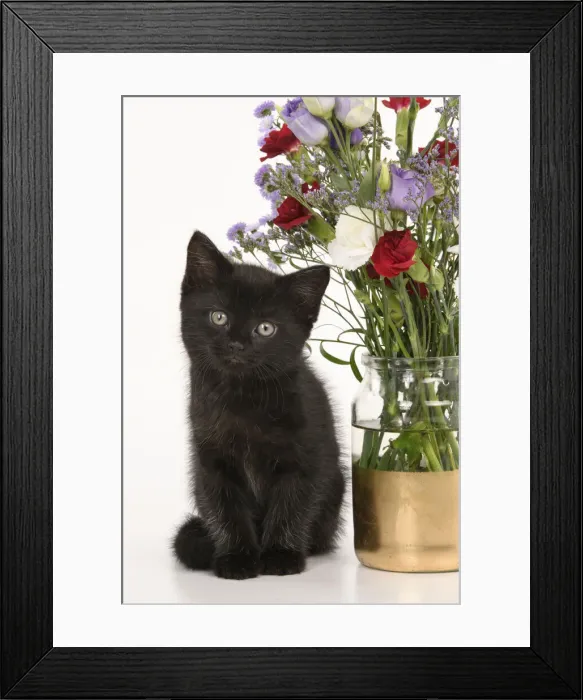 Framed Print : CAT. 7 weeks old black kitten, with flowers, studio, white background Framed Print : CAT. 7 weeks old black kitten, with flowers, studio, white background
