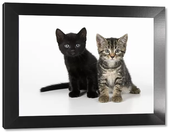 CAT. 7 weeks old, black & tabby kittens, sitting together, cute, studio, white background