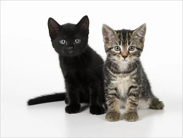 CAT. 7 weeks old, black & tabby kittens, sitting together, cute, studio, white background