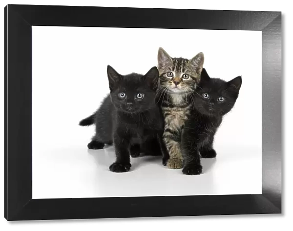 CAT. X3, 7 weeks old, black & tabby kittens, sitting together, cute, studio, white background