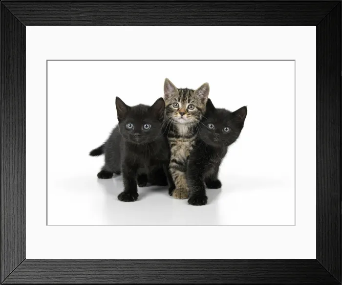 Framed Print : CAT. X3, 7 weeks old, black & tabby kittens, sitting together, cute, studio, white background Framed Print : CAT. X3, 7 weeks old, black & tabby kittens, sitting together, cute, studio, white background