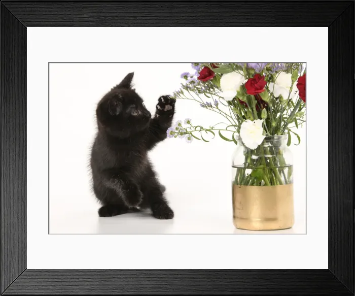 Framed Print : CAT. 7 weeks old black kitten, with flowers, studio, white background Framed Print : CAT. 7 weeks old black kitten, with flowers, studio, white background
