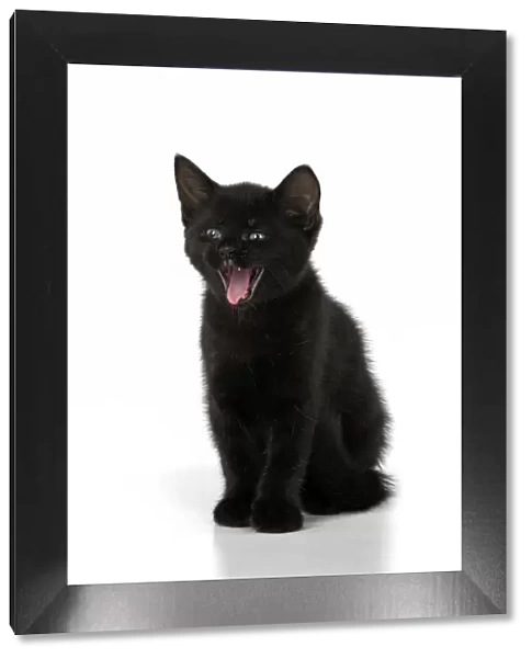 CAT. 7 weeks old, black kitten, yawning, smile, facial expression, cute, studio, white background