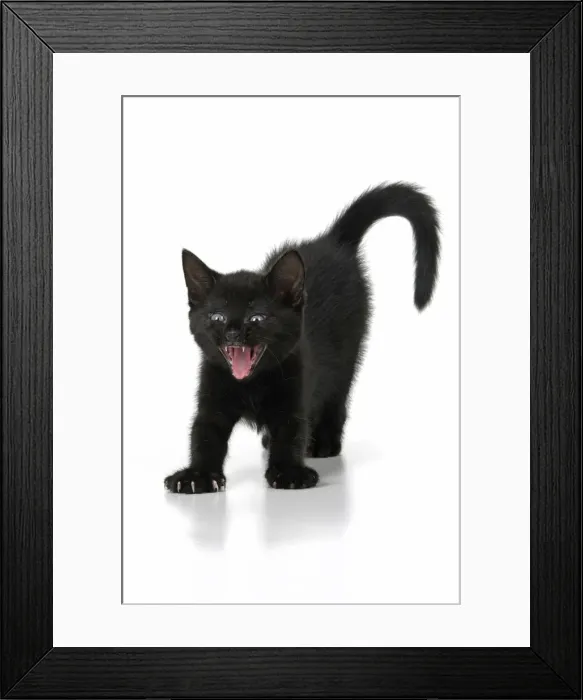 Framed Print : CAT. 7 weeks old, black kitten, stretching and yawning, facial expression, cute, studio, white background Framed Print : CAT. 7 weeks old, black kitten, stretching and yawning, facial expression, cute, studio, white background