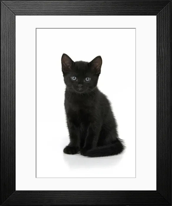 Framed Print : CAT. 7 weeks old, black kitten, sitting, cute, studio, white background Framed Print : CAT. 7 weeks old, black kitten, sitting, cute, studio, white background