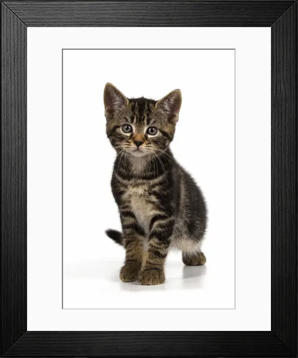 Framed Print : CAT. 7 weeks old tabby kitten, walking to camera, cute, studio, white background Framed Print : CAT. 7 weeks old tabby kitten, walking to camera, cute, studio, white background