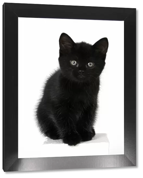 CAT. 7 weeks old, black kitten, sitting, cute, studio, white background