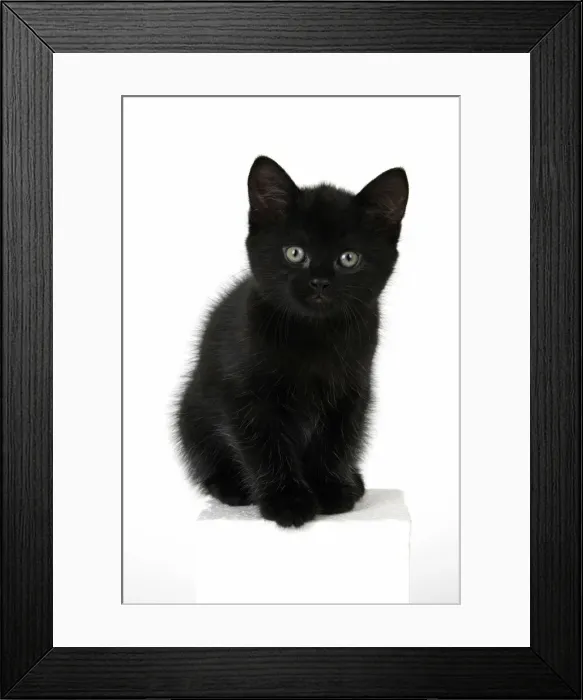 Framed Print : CAT. 7 weeks old, black kitten, sitting, cute, studio, white background Framed Print : CAT. 7 weeks old, black kitten, sitting, cute, studio, white background