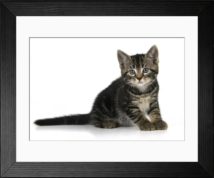 Framed Print : CAT. 7 weeks old, tabby kitten, , cute, studio, white background Framed Print : CAT. 7 weeks old, tabby kitten, , cute, studio, white background