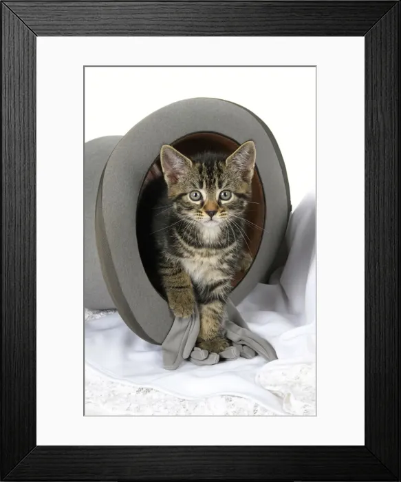 Framed Print : CAT. 7 weeks old, tabby kitten, sitting in a wedding top hat, cute, studio, white background Framed Print : CAT. 7 weeks old, tabby kitten, sitting in a wedding top hat, cute, studio, white background