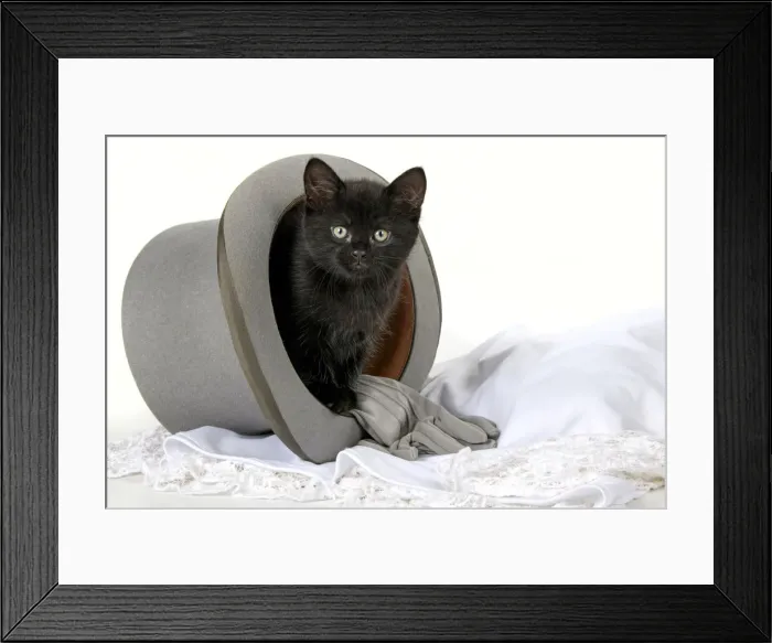Framed Print : CAT. 7 weeks old, black kitten, sitting in a wedding top hat, cute, studio, white background Framed Print : CAT. 7 weeks old, black kitten, sitting in a wedding top hat, cute, studio, white background