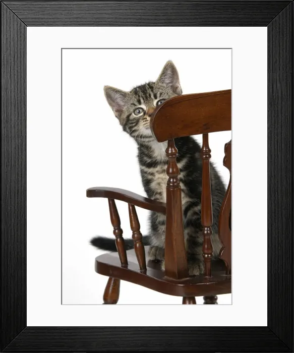 Framed Print : CAT. 7 weeks old tabby kitten, sitting in a mini chair, , cute, studio, white background Framed Print : CAT. 7 weeks old tabby kitten, sitting in a mini chair, , cute, studio, white background