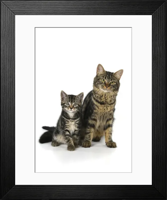 Framed Print : CAT. 7 weeks old, tabby kitten sitting with its mother, cute, studio, white background Framed Print : CAT. 7 weeks old, tabby kitten sitting with its mother, cute, studio, white background
