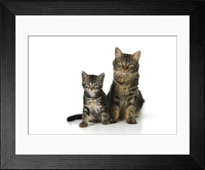 Framed Print : CAT. 7 weeks old, tabby kitten sitting with its mother, cute, studio, white background Framed Print : CAT. 7 weeks old, tabby kitten sitting with its mother, cute, studio, white background