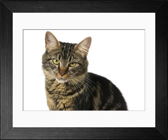 Framed Print : CAT. adult tabby, facial expression, cute, studio, white background Framed Print : CAT. adult tabby, facial expression, cute, studio, white background