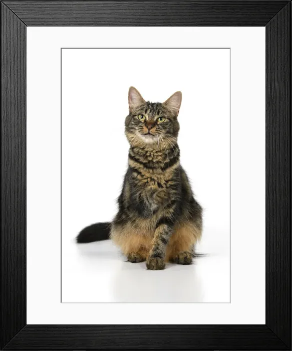 Framed Print : CAT. adult tabby, facial expressions, , cute, studio, white background Framed Print : CAT. adult tabby, facial expressions, , cute, studio, white background