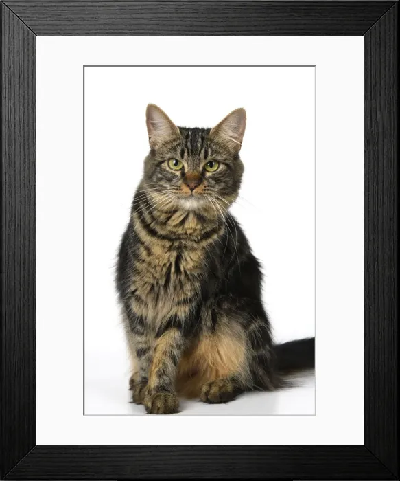 Framed Print : CAT. adult tabby, facial expressions, , cute, studio, white background Framed Print : CAT. adult tabby, facial expressions, , cute, studio, white background