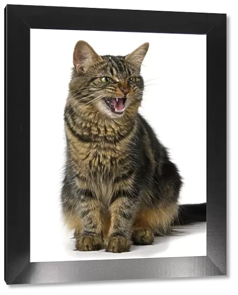 CAT. adult tabby, facial expressions, , cute, studio, white background
