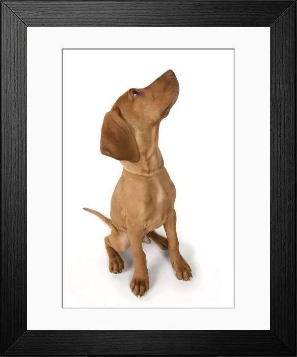 Framed Print : DOG. Hungarian Vizsla puppy (11 weeks old ) sitting looking up, studio Framed Print : DOG. Hungarian Vizsla puppy (11 weeks old ) sitting looking up, studio