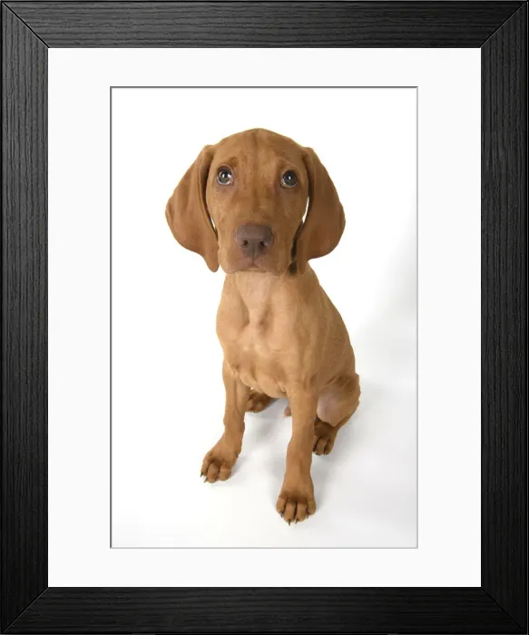 Framed Print : DOG. Hungarian Vizsla puppy (11 weeks old ) sitting looking at the camera, studio Framed Print : DOG. Hungarian Vizsla puppy (11 weeks old ) sitting looking at the camera, studio