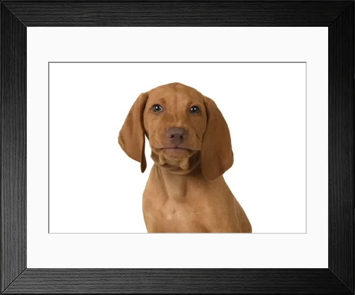 Framed Print : DOG. Hungarian Vizsla puppy (11 weeks old ) sitting looking at the camera, head & shoulders, studio Framed Print : DOG. Hungarian Vizsla puppy (11 weeks old ) sitting looking at the camera, head & shoulders, studio