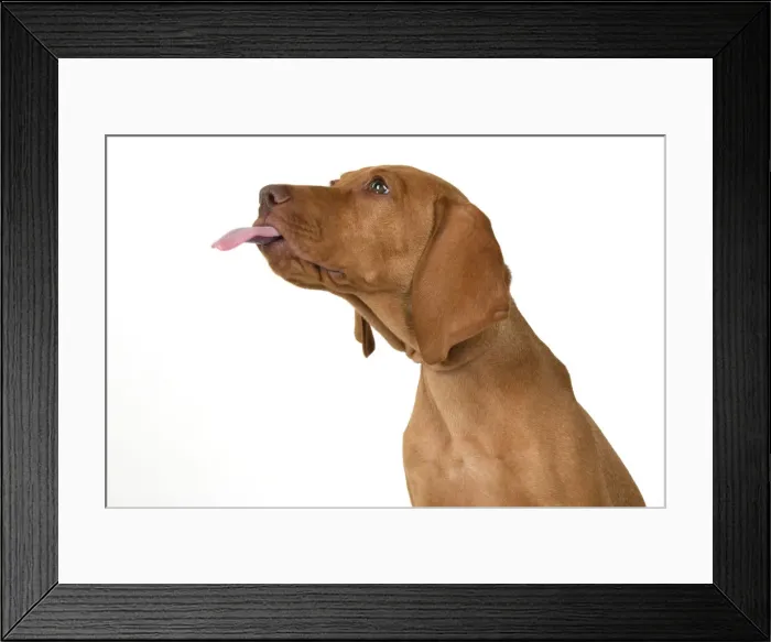 Framed Print : DOG. Hungarian Vizsla puppy (11 weeks old ) sitting looking at the camera, tongue out, studio Framed Print : DOG. Hungarian Vizsla puppy (11 weeks old ) sitting looking at the camera, tongue out, studio