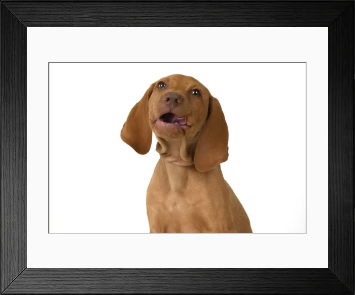 Framed Print : DOG. Hungarian Vizsla puppy (11 weeks old ) sitting looking at the camera, tongue out, studio Framed Print : DOG. Hungarian Vizsla puppy (11 weeks old ) sitting looking at the camera, tongue out, studio