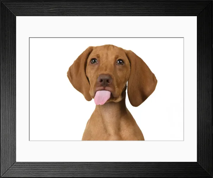 Framed Print : DOG. Hungarian Vizsla puppy (11 weeks old ) sitting looking at the camera, tongue out, studio Framed Print : DOG. Hungarian Vizsla puppy (11 weeks old ) sitting looking at the camera, tongue out, studio