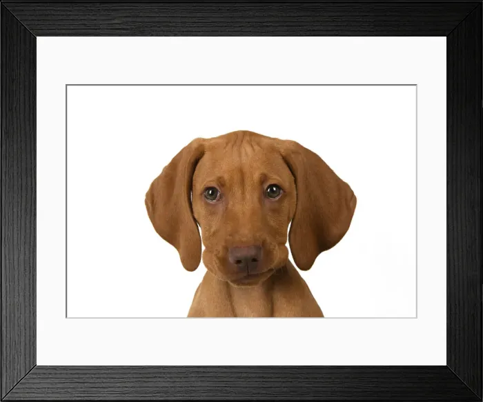Framed Print : DOG. Hungarian Vizsla puppy (11 weeks old ) sitting looking at the camera, head & shoulders, studio Framed Print : DOG. Hungarian Vizsla puppy (11 weeks old ) sitting looking at the camera, head & shoulders, studio