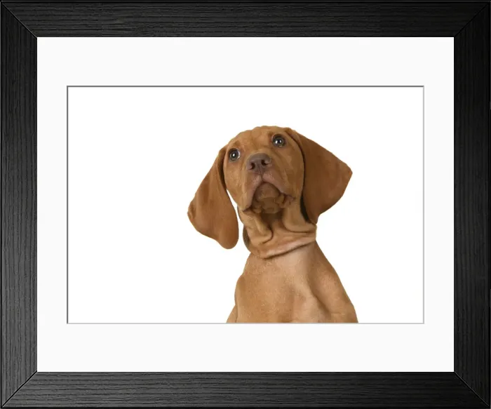 Framed Print : DOG. Hungarian Vizsla puppy (11 weeks old ) sitting looking up, head & shoulders, studio Framed Print : DOG. Hungarian Vizsla puppy (11 weeks old ) sitting looking up, head & shoulders, studio