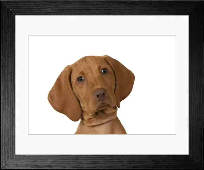 Framed Print : DOG. Hungarian Vizsla puppy (11 weeks old ) sitting looking at the camera, head & shoulders, studio Framed Print : DOG. Hungarian Vizsla puppy (11 weeks old ) sitting looking at the camera, head & shoulders, studio