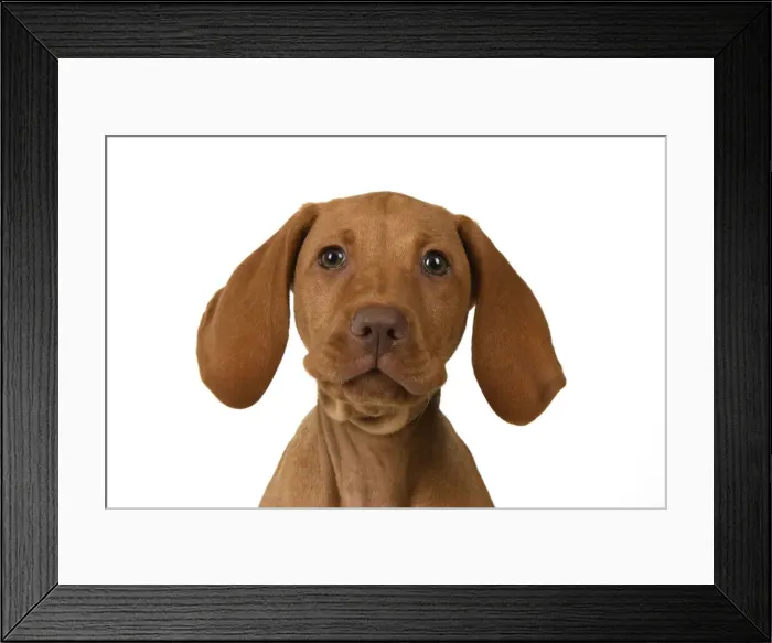 Framed Print : DOG. Hungarian Vizsla puppy (11 weeks old ) sitting looking at the camera, head & shoulders, studio