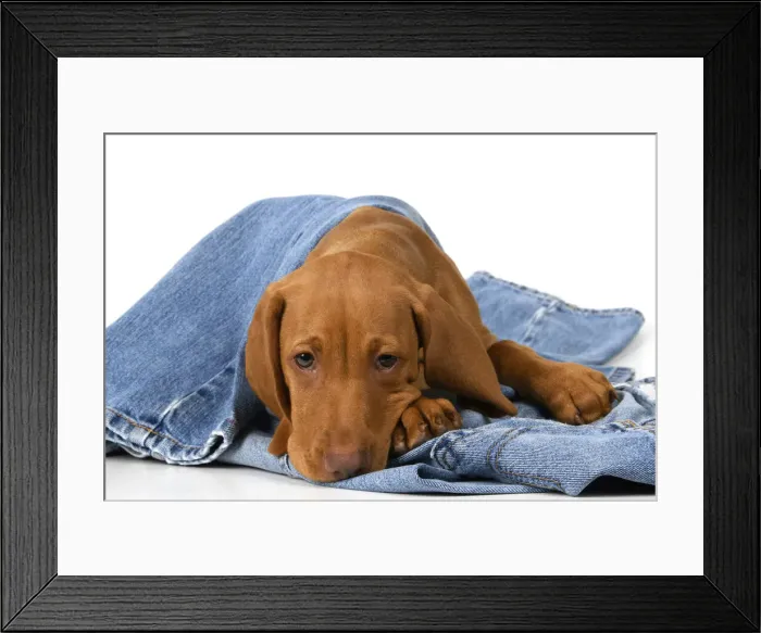Framed Print : DOG. Hungarian Vizsla puppy (11 weeks old ) laying on denim jeans, studio Framed Print : DOG. Hungarian Vizsla puppy (11 weeks old ) laying on denim jeans, studio