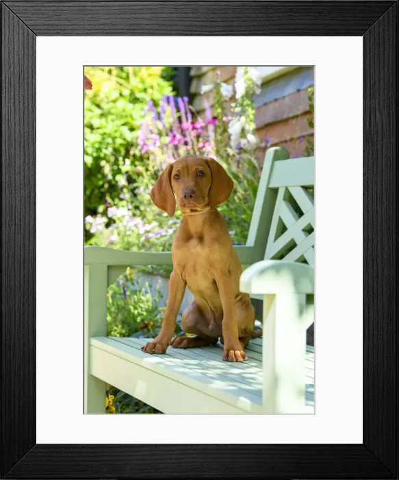 Framed Print : DOG. Hungarian Vizsla puppy (11 weeks old ) sitting on a garden bench with flowers Framed Print : DOG. Hungarian Vizsla puppy (11 weeks old ) sitting on a garden bench with flowers